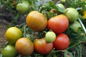 Characteristics and description of the tomato variety Wind Rose