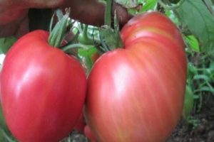 Características y descripción de la variedad de tomate Pink Spam