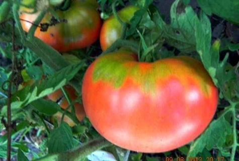 tomatbuske lyserøde kinder