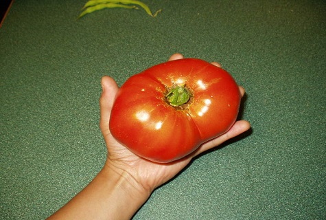 große Tomate