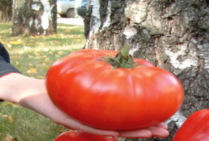 Beschrijving en kenmerken van de tomatenvariëteit Russische maat