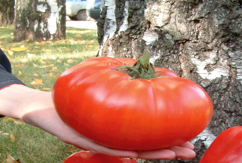 pomidoras beržo fone