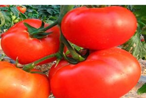 Beskrivelse og egenskaber ved tomatsorten Syv fyrre