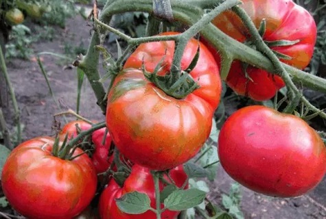 Tomatenzucker