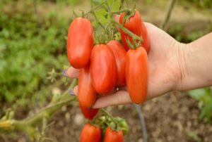 Beskrivelse og egenskaber ved tomatsorten San Marzano