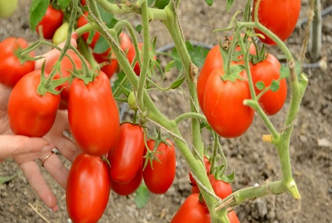italiensk tomat