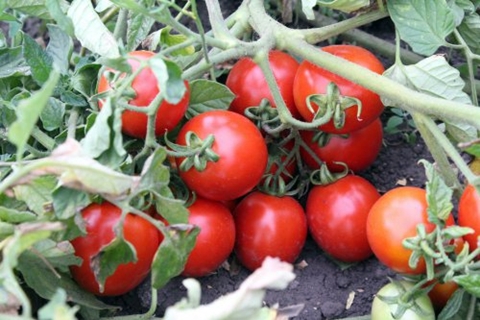 Tomatenbüsche Countryman