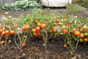 Opis i cechy charakterystyczne północnej odmiany młodych pomidorów