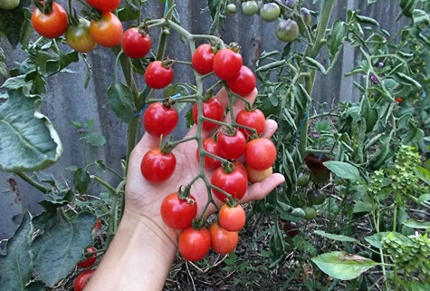 Tomate coquine dans le jardin