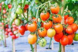 Opis a charakteristika odrody paradajok odrody Čeľabinsk