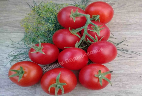 trvanlivé paradajka