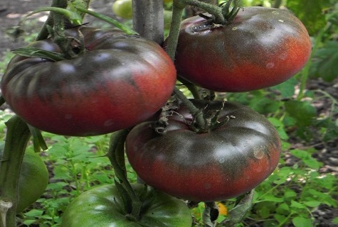 schwarze Tomaten