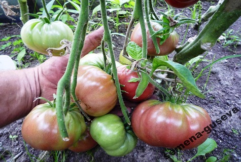 hybridné paradajky