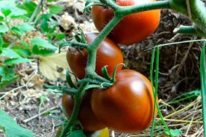 Popis a charakteristika odrůdy rajčat Čokoládový zázrak
