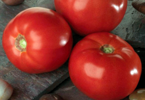 pomidorai 100 procentų f1 ant stalo
