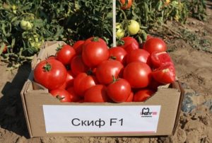 Skif-tomaattilajikkeen ominaisuudet ja kuvaus