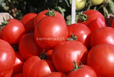 pomidorų krūva