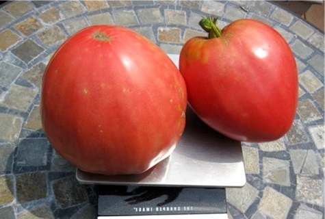 Tuyển chọn các giống cà chua ngọt nhất cho đất trống và nhà kính