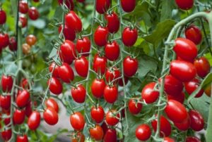 Udvælgelse af de søteste sorter af tomater til åben jord og drivhuse