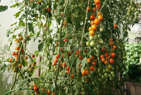 Selección de las variedades de tomates más dulces para campo abierto e invernaderos.