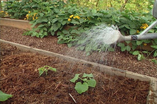 irrigazione da uno spruzzatore