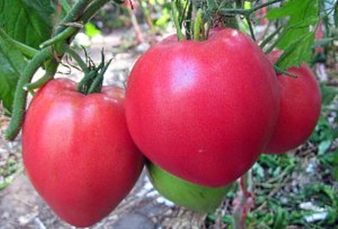 arbustos de tomate de peso pesado siberia