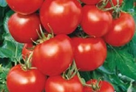 mistige tomaten