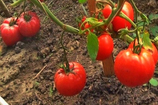 superbomba de tomate