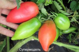Χαρακτηριστικά και περιγραφή της ποικιλίας ντομάτας Supermodel