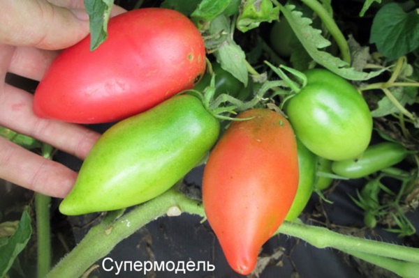 supermodelo de arbustos de tomate