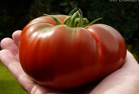 tomate entero