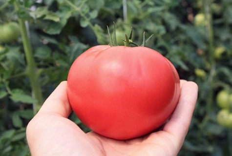 perfect tomato