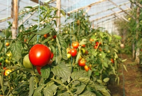 hanging tomatoes