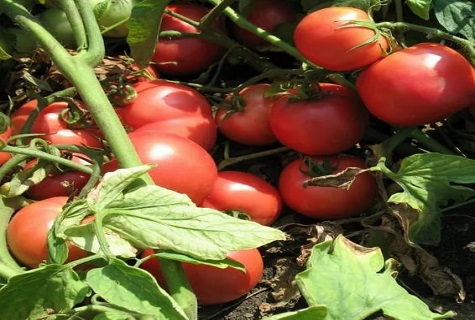 Tarpan pomidorowy