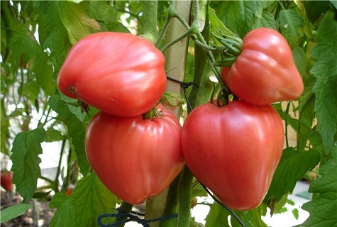 stiprus pomidoras