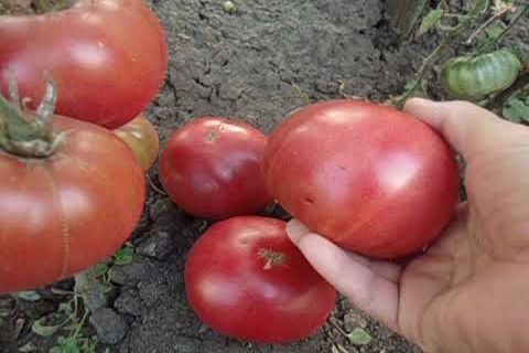 la culture de la tomate rose Altai