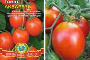Description of the tomato variety Aquarelle and its characteristics