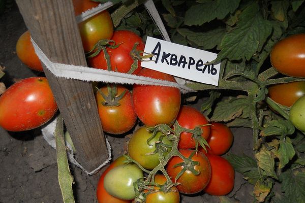 Akwarela Pomidory