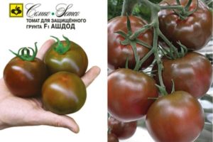 Beschrijving van de tomatenvariëteit Ashdod en zijn kenmerken