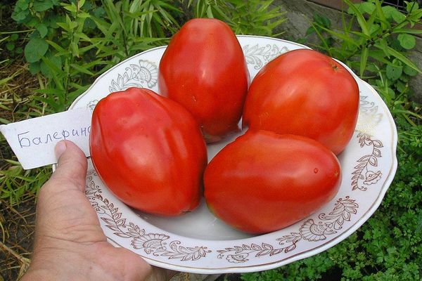 Tomates ballerines