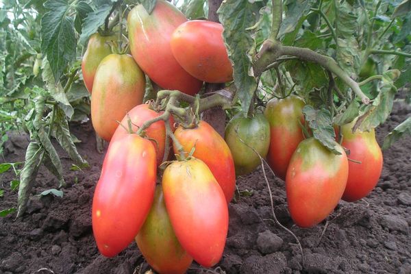 Nezrelé paradajky