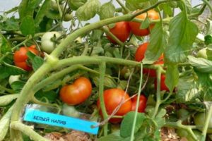 The best and most productive varieties of tomatoes for the middle lane in the open field and greenhouses
