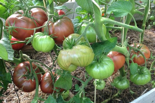 Tomates de invernadero