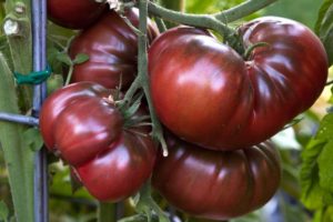 Beskrivning av variationen av tomat Bison svart och dess egenskaper