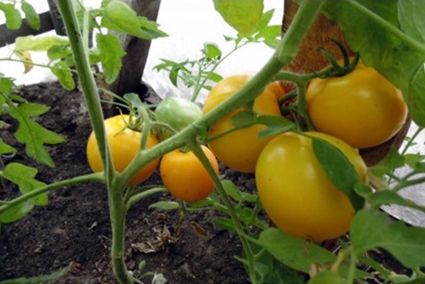 tomat Söt munk i det öppna fältet