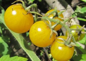 Beschrijving van de Dean-tomatensoort en zijn kenmerken