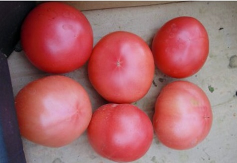vzhľad obľúbeného paradajky