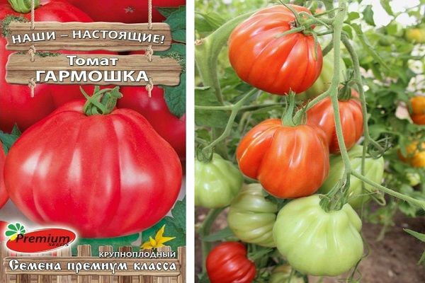 Augantys pomidorai
