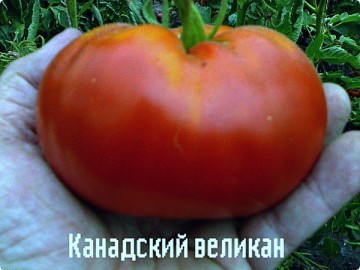 paradajkový kanadský obor
