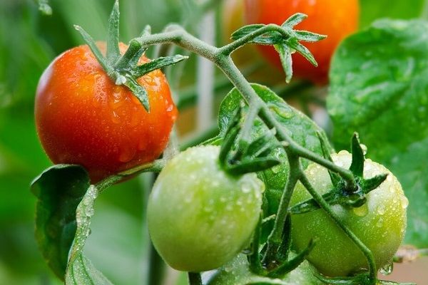 Odling av tomater